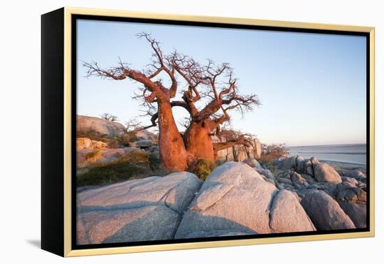 Baobab Tree at Dawn, Kubu Island, Botswana-Paul Souders-Framed Premier Image Canvas
