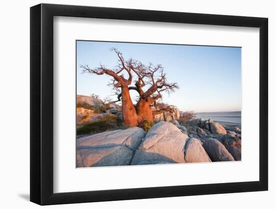 Baobab Tree at Dawn, Kubu Island, Botswana-Paul Souders-Framed Photographic Print