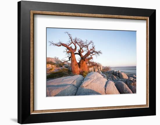 Baobab Tree at Dawn, Kubu Island, Botswana-Paul Souders-Framed Photographic Print