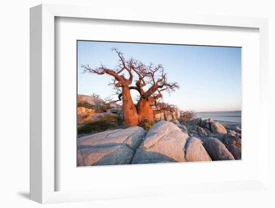 Baobab Tree at Dawn, Kubu Island, Botswana-Paul Souders-Framed Photographic Print