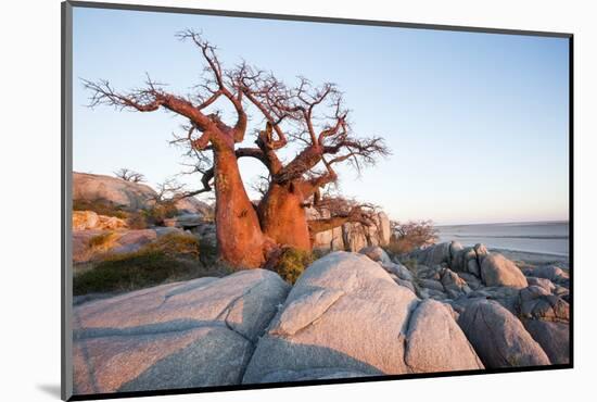 Baobab Tree at Dawn, Kubu Island, Botswana-Paul Souders-Mounted Photographic Print