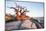 Baobab Tree at Dawn, Kubu Island, Botswana-Paul Souders-Mounted Photographic Print