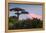 Baobab Tree during Sunset. Madagascar-Dudarev Mikhail-Framed Premier Image Canvas