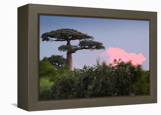 Baobab Tree during Sunset. Madagascar-Dudarev Mikhail-Framed Premier Image Canvas