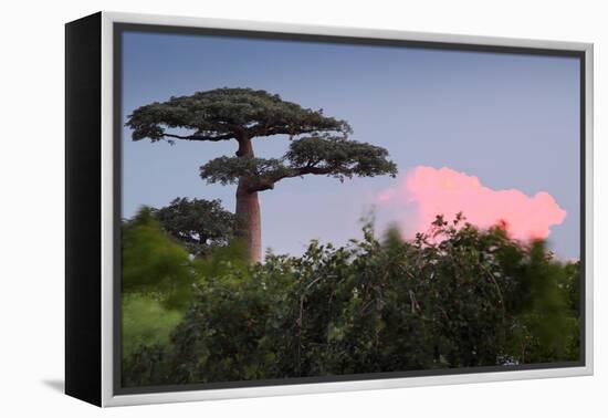 Baobab Tree during Sunset. Madagascar-Dudarev Mikhail-Framed Premier Image Canvas