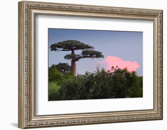 Baobab Tree during Sunset. Madagascar-Dudarev Mikhail-Framed Photographic Print