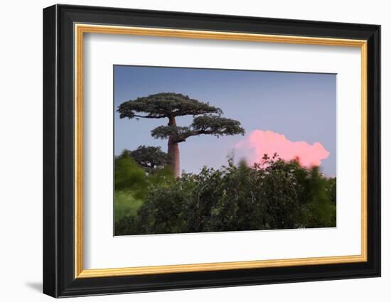 Baobab Tree during Sunset. Madagascar-Dudarev Mikhail-Framed Photographic Print