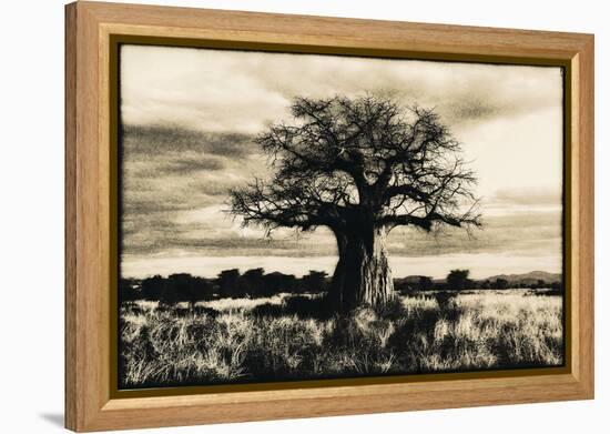 Baobab Tree in Ruaha National Park, Southern Tanzania-Paul Joynson Hicks-Framed Premier Image Canvas