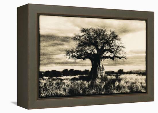 Baobab Tree in Ruaha National Park, Southern Tanzania-Paul Joynson Hicks-Framed Premier Image Canvas