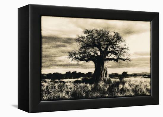 Baobab Tree in Ruaha National Park, Southern Tanzania-Paul Joynson Hicks-Framed Premier Image Canvas