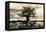 Baobab Tree in Ruaha National Park, Southern Tanzania-Paul Joynson Hicks-Framed Premier Image Canvas