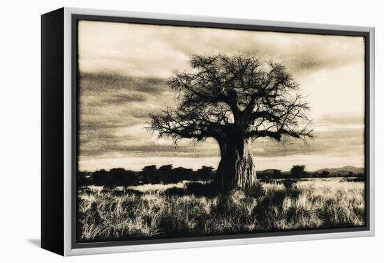 Baobab Tree in Ruaha National Park, Southern Tanzania-Paul Joynson Hicks-Framed Premier Image Canvas