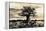 Baobab Tree in Ruaha National Park, Southern Tanzania-Paul Joynson Hicks-Framed Premier Image Canvas