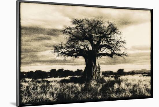 Baobab Tree in Ruaha National Park, Southern Tanzania-Paul Joynson Hicks-Mounted Photographic Print