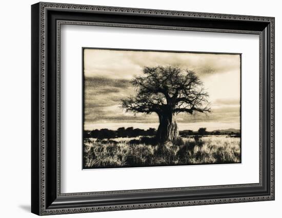 Baobab Tree in Ruaha National Park, Southern Tanzania-Paul Joynson Hicks-Framed Photographic Print