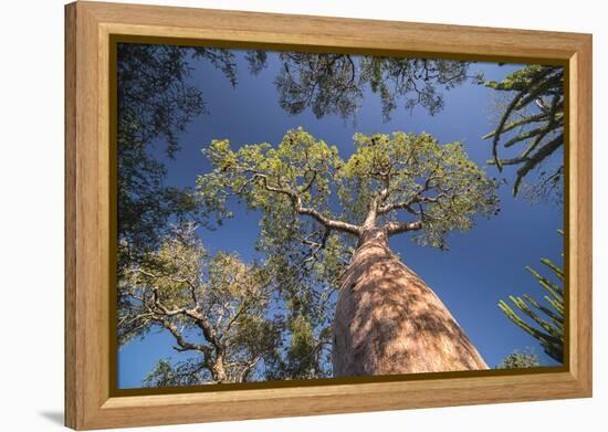 Baobab Tree in Spiny Forest, Parc Mosa a Mangily, Ifaty, South West Madagascar, Africa-Matthew Williams-Ellis-Framed Premier Image Canvas