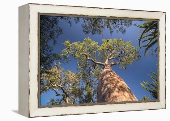 Baobab Tree in Spiny Forest, Parc Mosa a Mangily, Ifaty, South West Madagascar, Africa-Matthew Williams-Ellis-Framed Premier Image Canvas