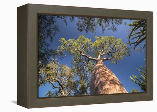 Baobab Tree in Spiny Forest, Parc Mosa a Mangily, Ifaty, South West Madagascar, Africa-Matthew Williams-Ellis-Framed Premier Image Canvas