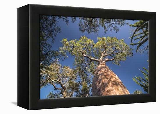 Baobab Tree in Spiny Forest, Parc Mosa a Mangily, Ifaty, South West Madagascar, Africa-Matthew Williams-Ellis-Framed Premier Image Canvas