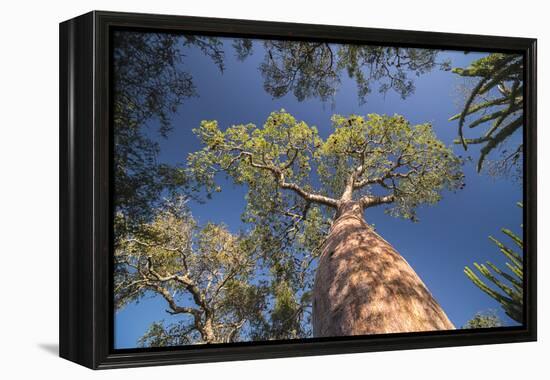 Baobab Tree in Spiny Forest, Parc Mosa a Mangily, Ifaty, South West Madagascar, Africa-Matthew Williams-Ellis-Framed Premier Image Canvas