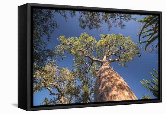 Baobab Tree in Spiny Forest, Parc Mosa a Mangily, Ifaty, South West Madagascar, Africa-Matthew Williams-Ellis-Framed Premier Image Canvas