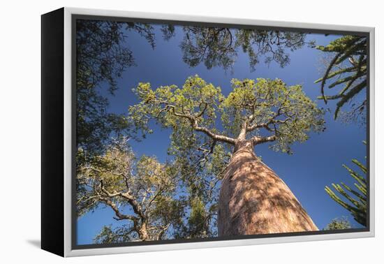 Baobab Tree in Spiny Forest, Parc Mosa a Mangily, Ifaty, South West Madagascar, Africa-Matthew Williams-Ellis-Framed Premier Image Canvas