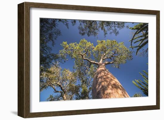 Baobab Tree in Spiny Forest, Parc Mosa a Mangily, Ifaty, South West Madagascar, Africa-Matthew Williams-Ellis-Framed Photographic Print