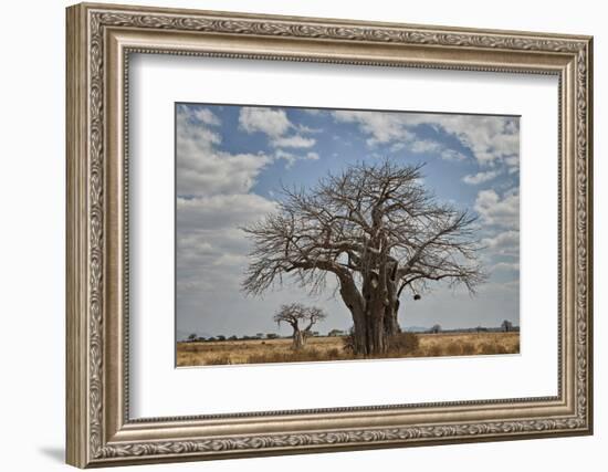 Baobab tree, Ruaha National Park, Tanzania, East Africa, Africa-James Hager-Framed Photographic Print