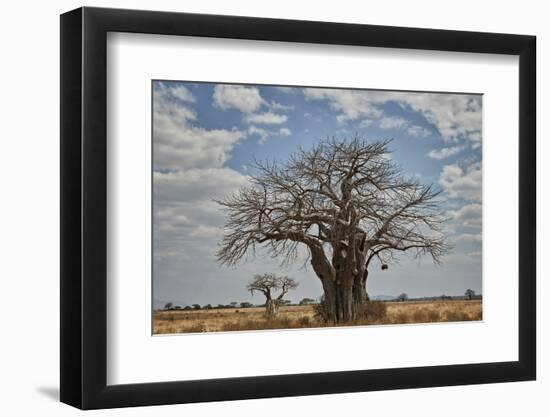 Baobab tree, Ruaha National Park, Tanzania, East Africa, Africa-James Hager-Framed Photographic Print