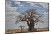 Baobab tree, Ruaha National Park, Tanzania, East Africa, Africa-James Hager-Mounted Photographic Print