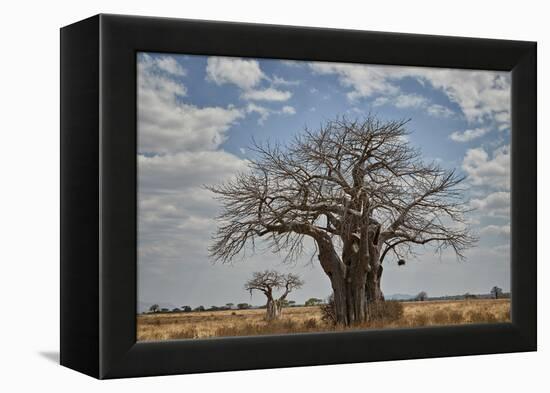 Baobab tree, Ruaha National Park, Tanzania, East Africa, Africa-James Hager-Framed Premier Image Canvas