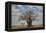 Baobab tree, Ruaha National Park, Tanzania, East Africa, Africa-James Hager-Framed Premier Image Canvas