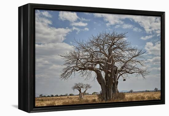 Baobab tree, Ruaha National Park, Tanzania, East Africa, Africa-James Hager-Framed Premier Image Canvas