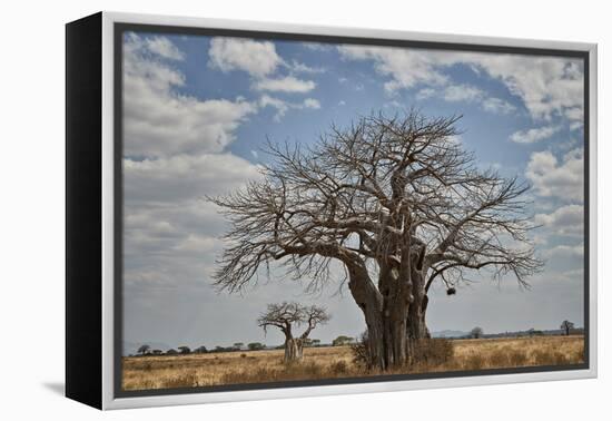 Baobab tree, Ruaha National Park, Tanzania, East Africa, Africa-James Hager-Framed Premier Image Canvas