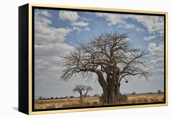 Baobab tree, Ruaha National Park, Tanzania, East Africa, Africa-James Hager-Framed Premier Image Canvas