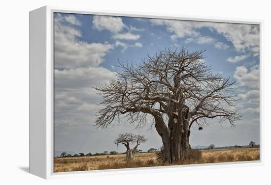 Baobab tree, Ruaha National Park, Tanzania, East Africa, Africa-James Hager-Framed Premier Image Canvas