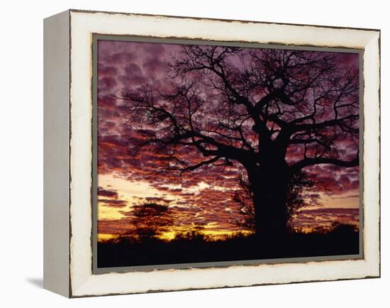 Baobab Tree Silhouetted by Spectacular Sunrise, Kenya, East Africa, Africa-Stanley Storm-Framed Premier Image Canvas