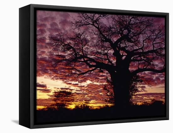 Baobab Tree Silhouetted by Spectacular Sunrise, Kenya, East Africa, Africa-Stanley Storm-Framed Premier Image Canvas