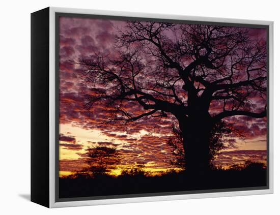 Baobab Tree Silhouetted by Spectacular Sunrise, Kenya, East Africa, Africa-Stanley Storm-Framed Premier Image Canvas