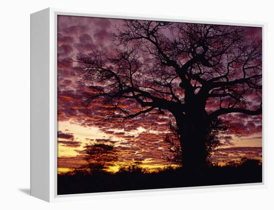 Baobab Tree Silhouetted by Spectacular Sunrise, Kenya, East Africa, Africa-Stanley Storm-Framed Premier Image Canvas
