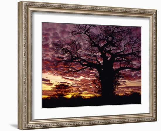 Baobab Tree Silhouetted by Spectacular Sunrise, Kenya, East Africa, Africa-Stanley Storm-Framed Photographic Print