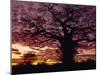 Baobab Tree Silhouetted by Spectacular Sunrise, Kenya, East Africa, Africa-Stanley Storm-Mounted Photographic Print