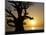 Baobab Tree, Sine Saloum Delta, Senegal, West Africa, Africa-Robert Harding-Mounted Photographic Print