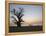 Baobab Tree, Sine Saloum Delta, Senegal, West Africa, Africa-Robert Harding-Framed Premier Image Canvas