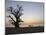 Baobab Tree, Sine Saloum Delta, Senegal, West Africa, Africa-Robert Harding-Mounted Photographic Print