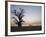 Baobab Tree, Sine Saloum Delta, Senegal, West Africa, Africa-Robert Harding-Framed Photographic Print