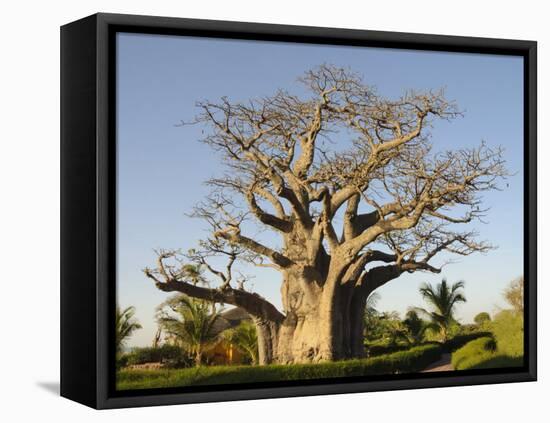 Baobab Tree, Sine Saloum Delta, Senegal, West Africa, Africa-Robert Harding-Framed Premier Image Canvas