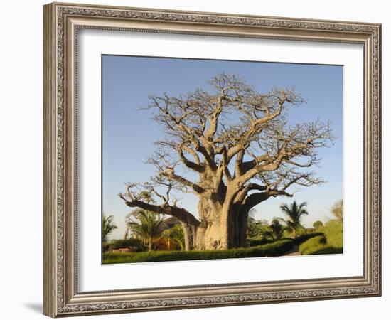 Baobab Tree, Sine Saloum Delta, Senegal, West Africa, Africa-Robert Harding-Framed Photographic Print