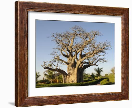 Baobab Tree, Sine Saloum Delta, Senegal, West Africa, Africa-Robert Harding-Framed Photographic Print