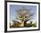 Baobab Tree, Sine Saloum Delta, Senegal, West Africa, Africa-Robert Harding-Framed Photographic Print